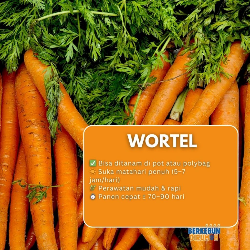 100 Biji - Benih Sayuran Wortel Benih  Sayur Wortel Bibit Berkebun Dirumah