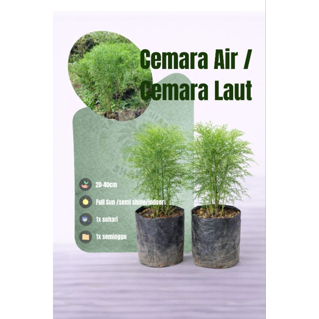 PROMO Tanaman hias tahan panas Cemara air atau Cemara laut - Cemara air - Cemara hias