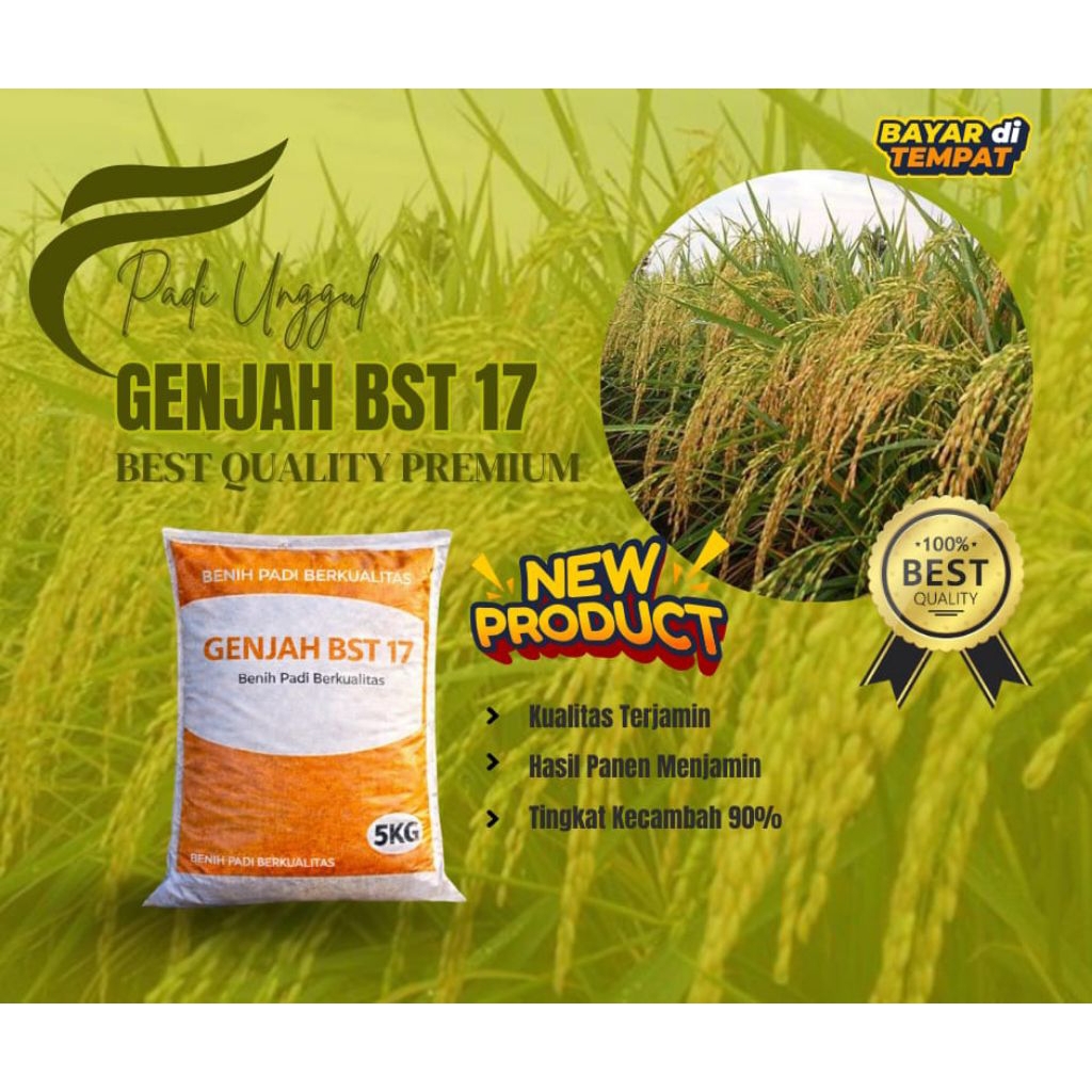Benih Padi Genjah Bst 17 Unggul 5KG
