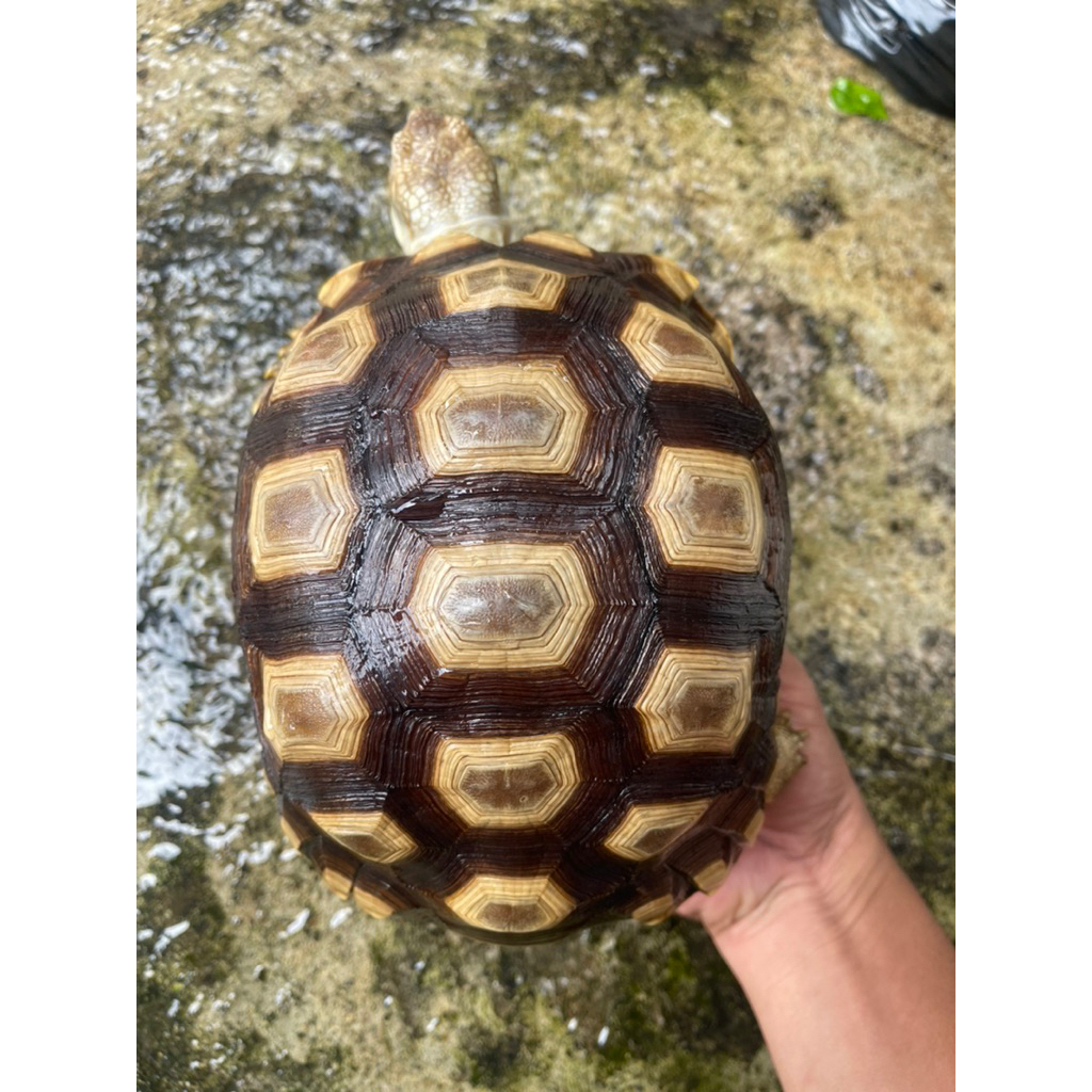 kurakura darat sulcata hiasan taman