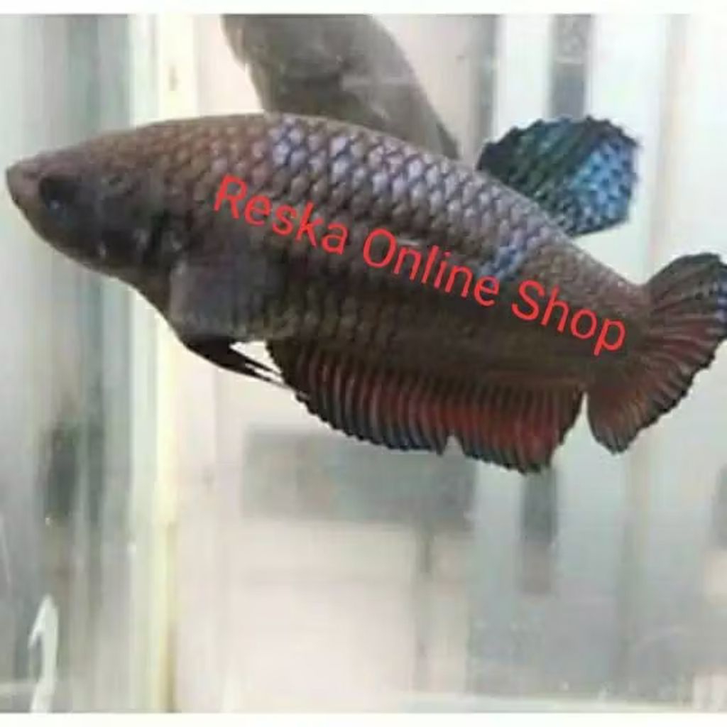 Ikan Cupang Aduan Fighter Betina Import Thailand Original Indukan Top Champion