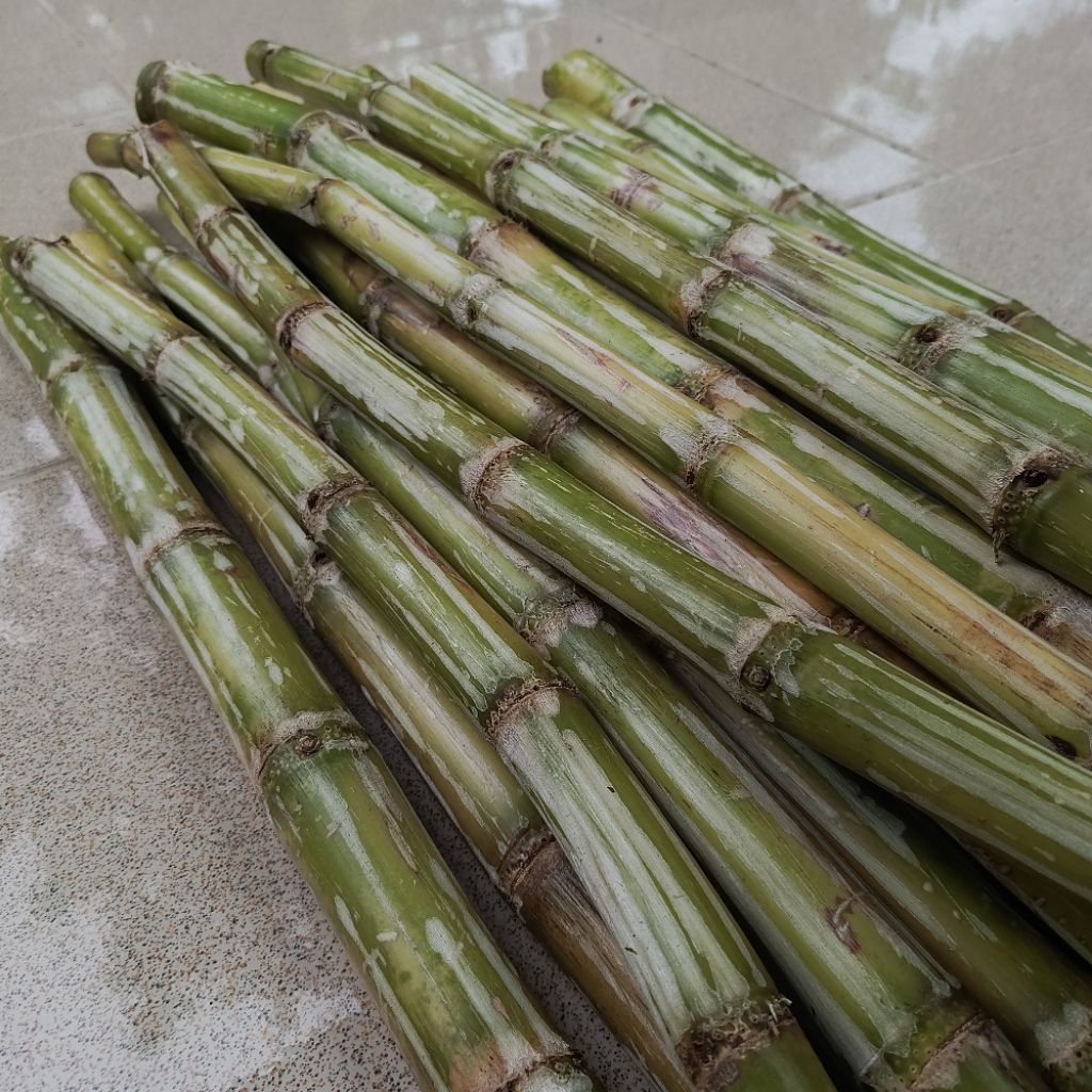 Tebu ijo di jamin manis / tebu Jawa timur