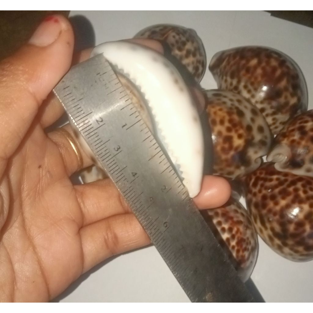 cangkang keong kuwuk size 6 cm