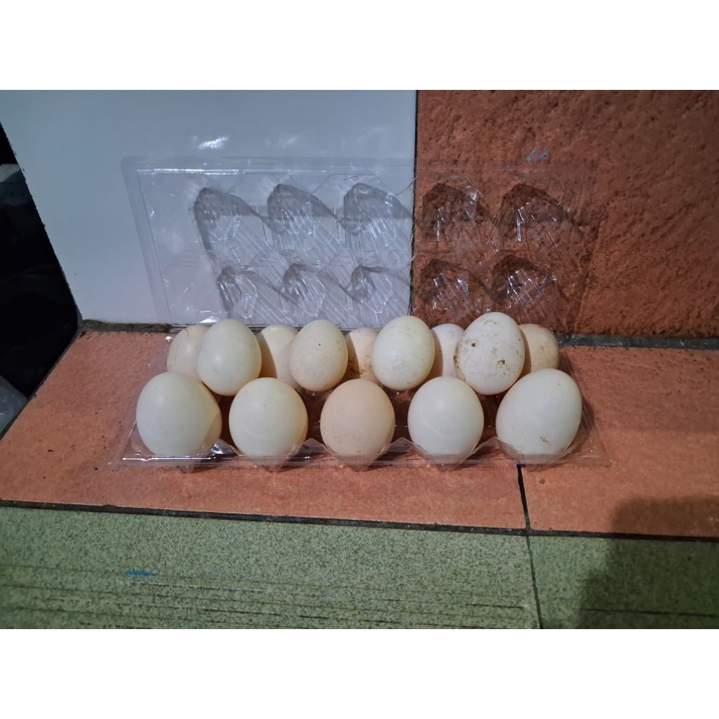 Telur Ayam Fertil Elba