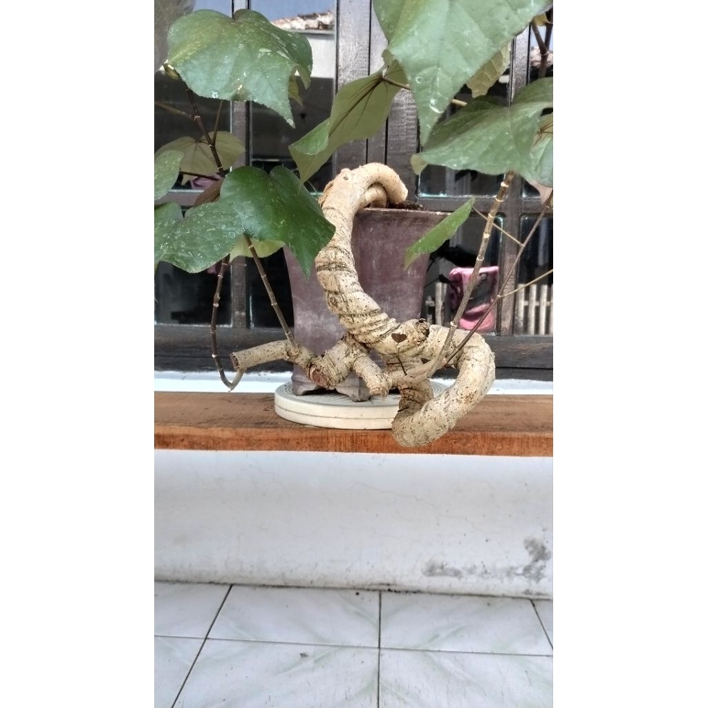 bonsai waru merah cascade