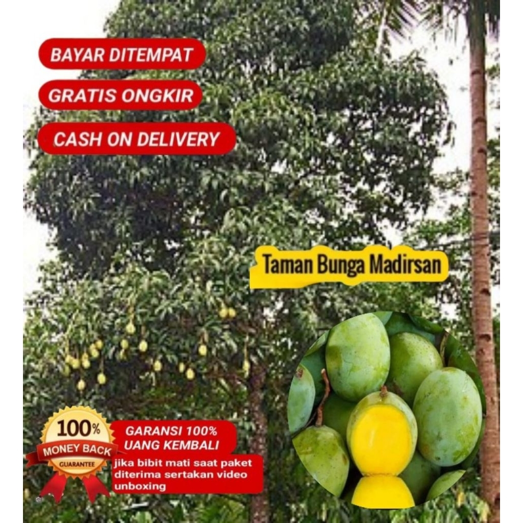 Bibit Mangga Kweni Super Cepat Berbuah