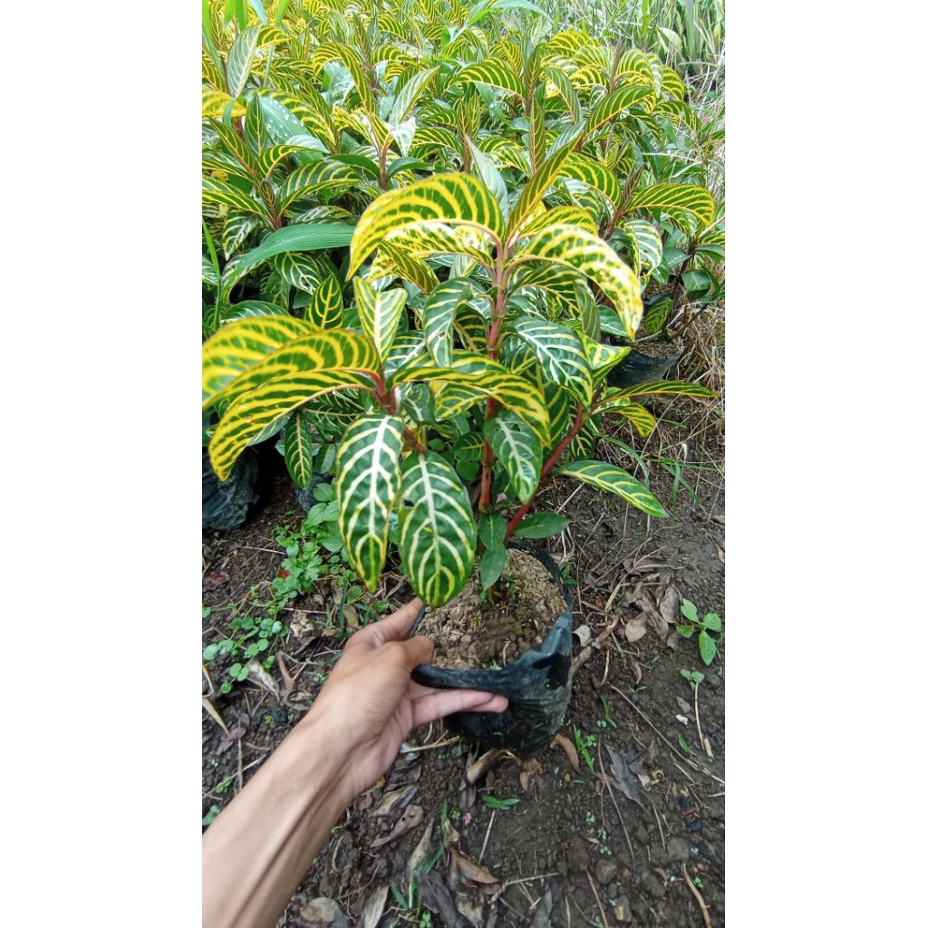 Tanaman hias aphelandra kuning atau sensia nubilis daun rimbun atau daun zebra