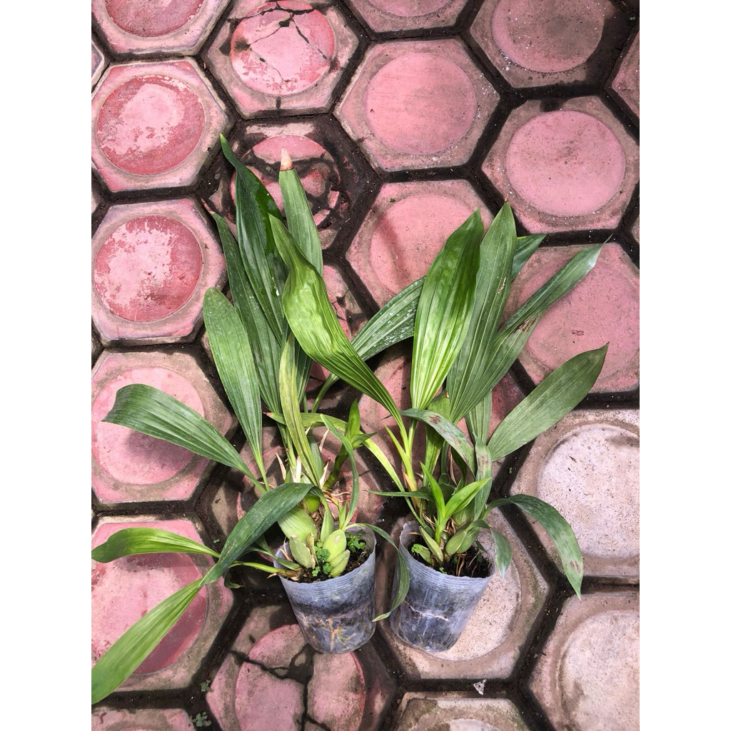Coelogyne pandurata (anggrek hitam kalimantan)
