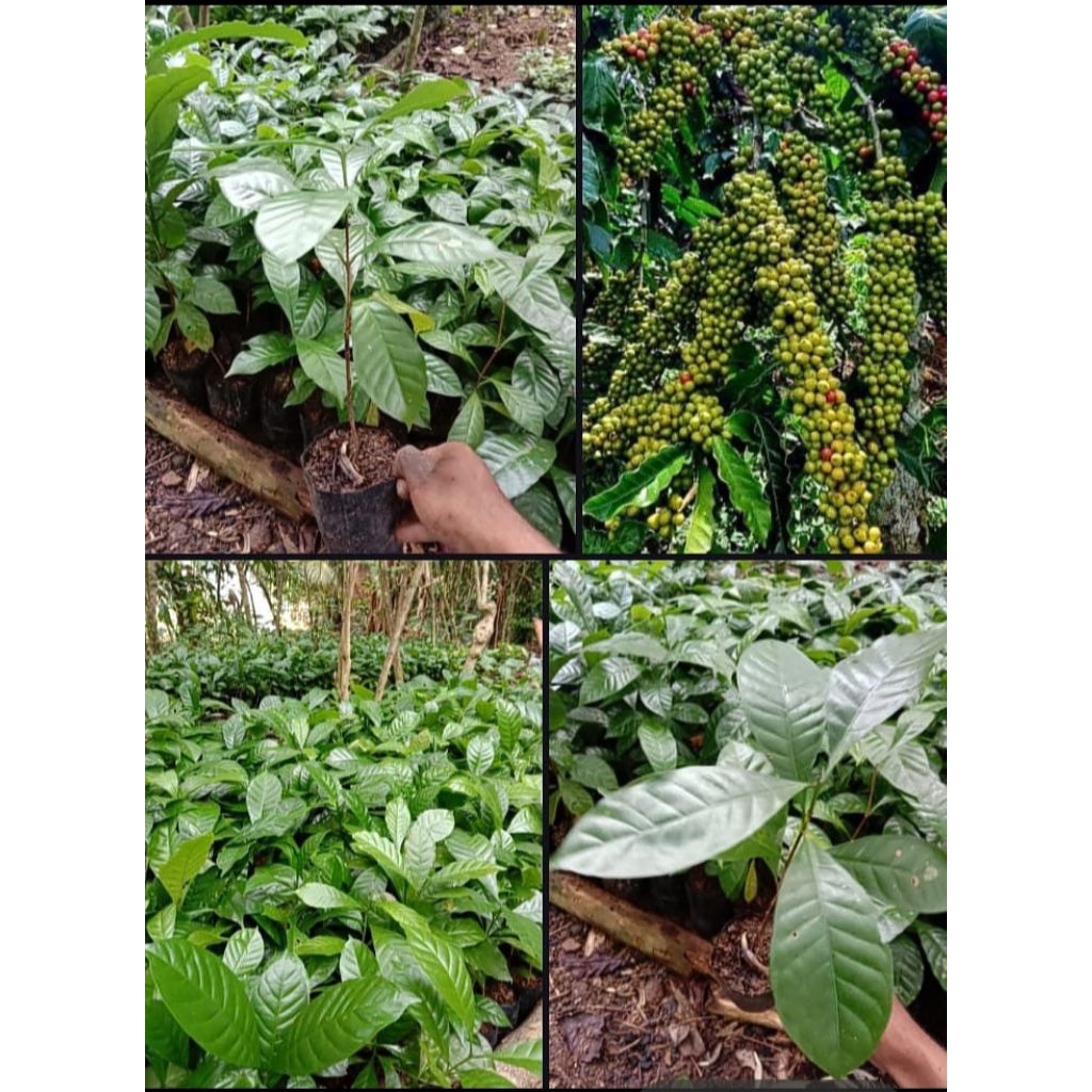 bibit kopi robusta super unggul, bibit kopi robusta lampung,bibit kopi robusta