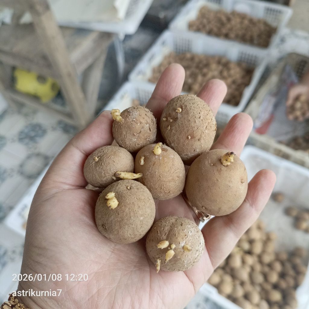 Bibit kentang g2 granola L per krat