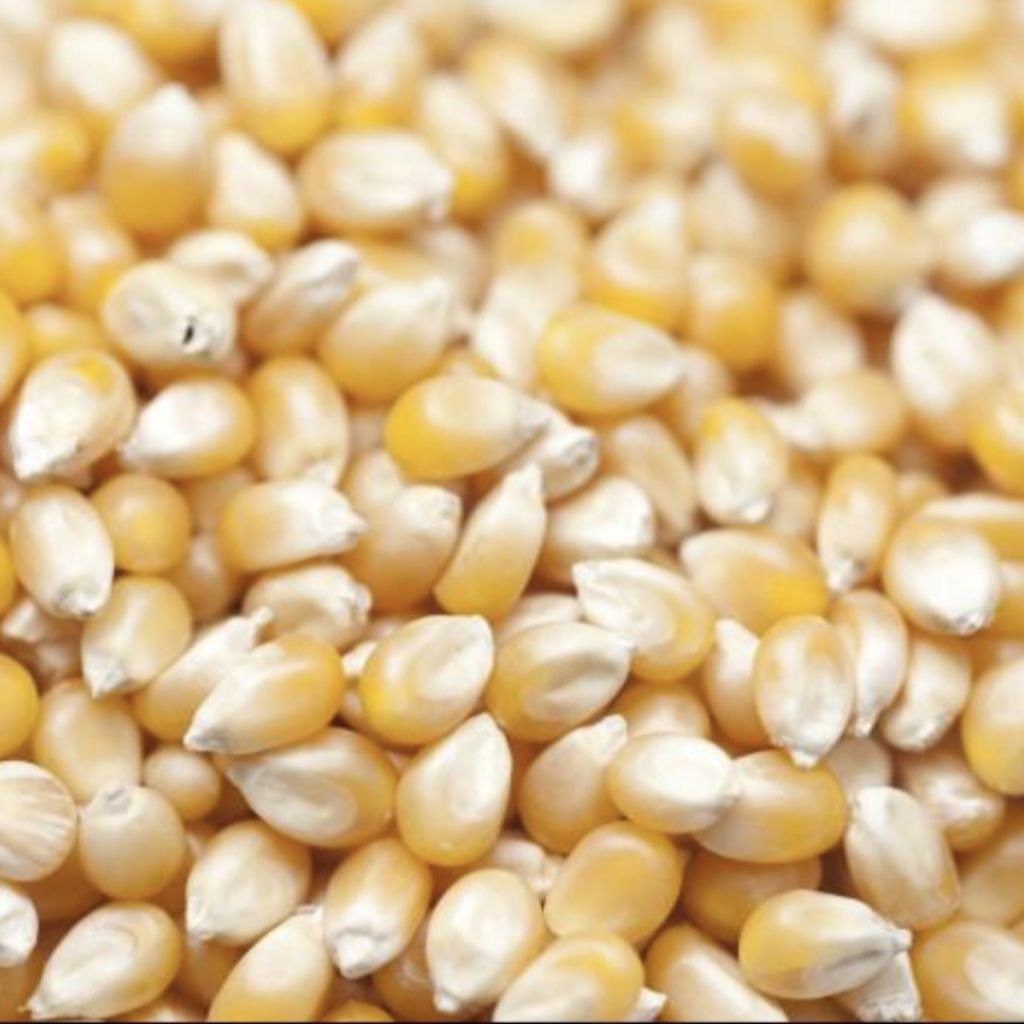 biji jagung mentah mushroom popcorn 250gr