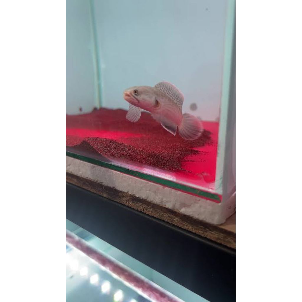 Channa Limbata HF × SLAYER berkualitas bagus size 3-5 cm (4ekor)
