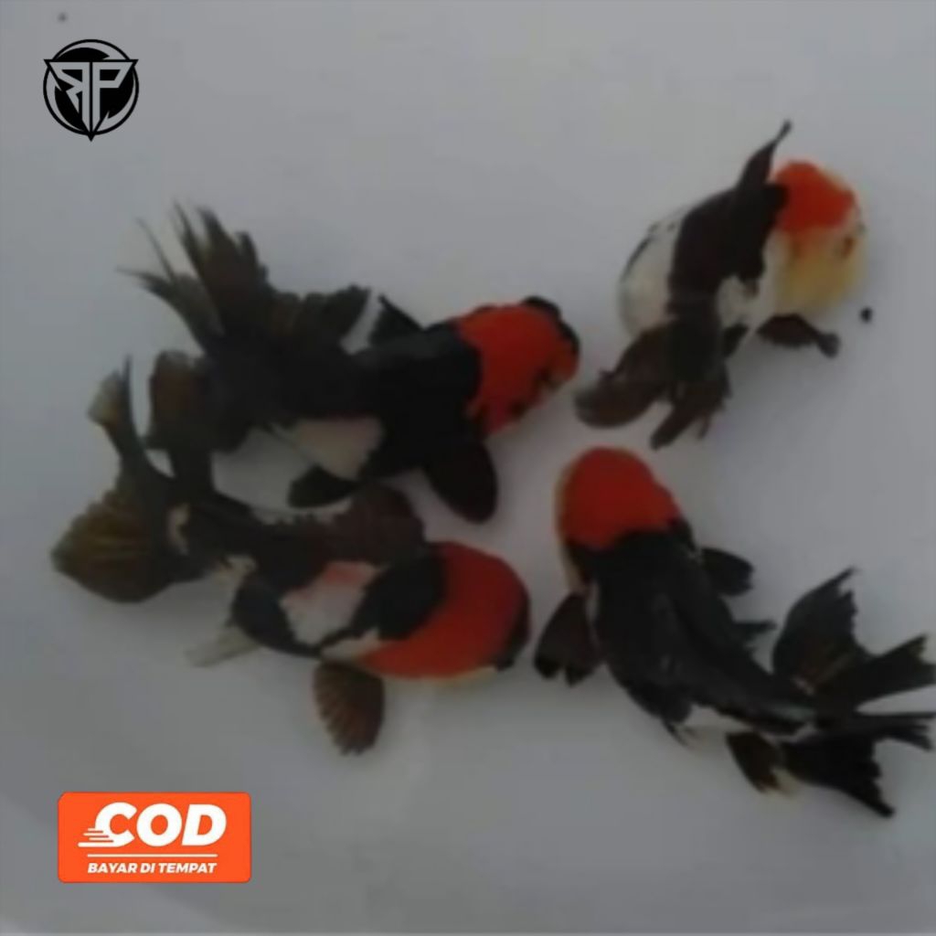 Ikan Koki Oranda Ikan Maskoki Tricolour Pembawa Hoki Panda Hiasan Aquarium