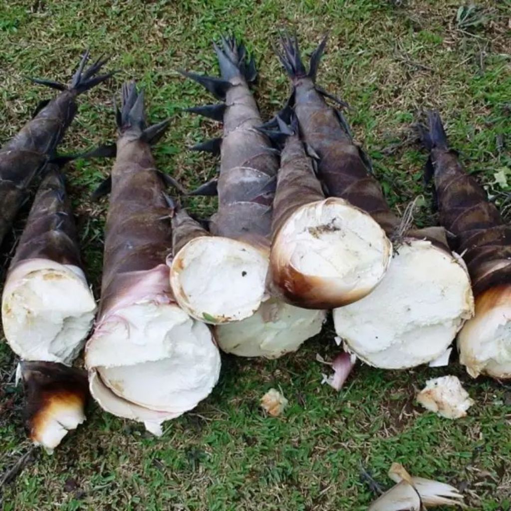 REBUNG BAMBU MUDA,REBUNG BAMBU PETUNG SEGAR,1 KG