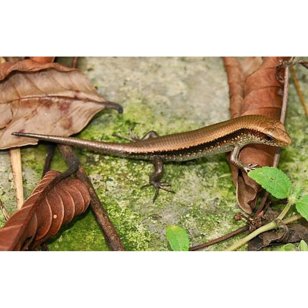 Dekorasi Rumah Kadal Kebun bagus untuk display Ruangan
