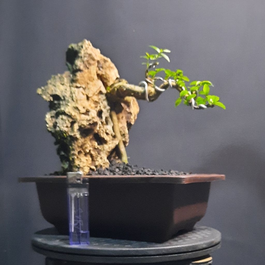 bonsai anput anting putri penjing realpict