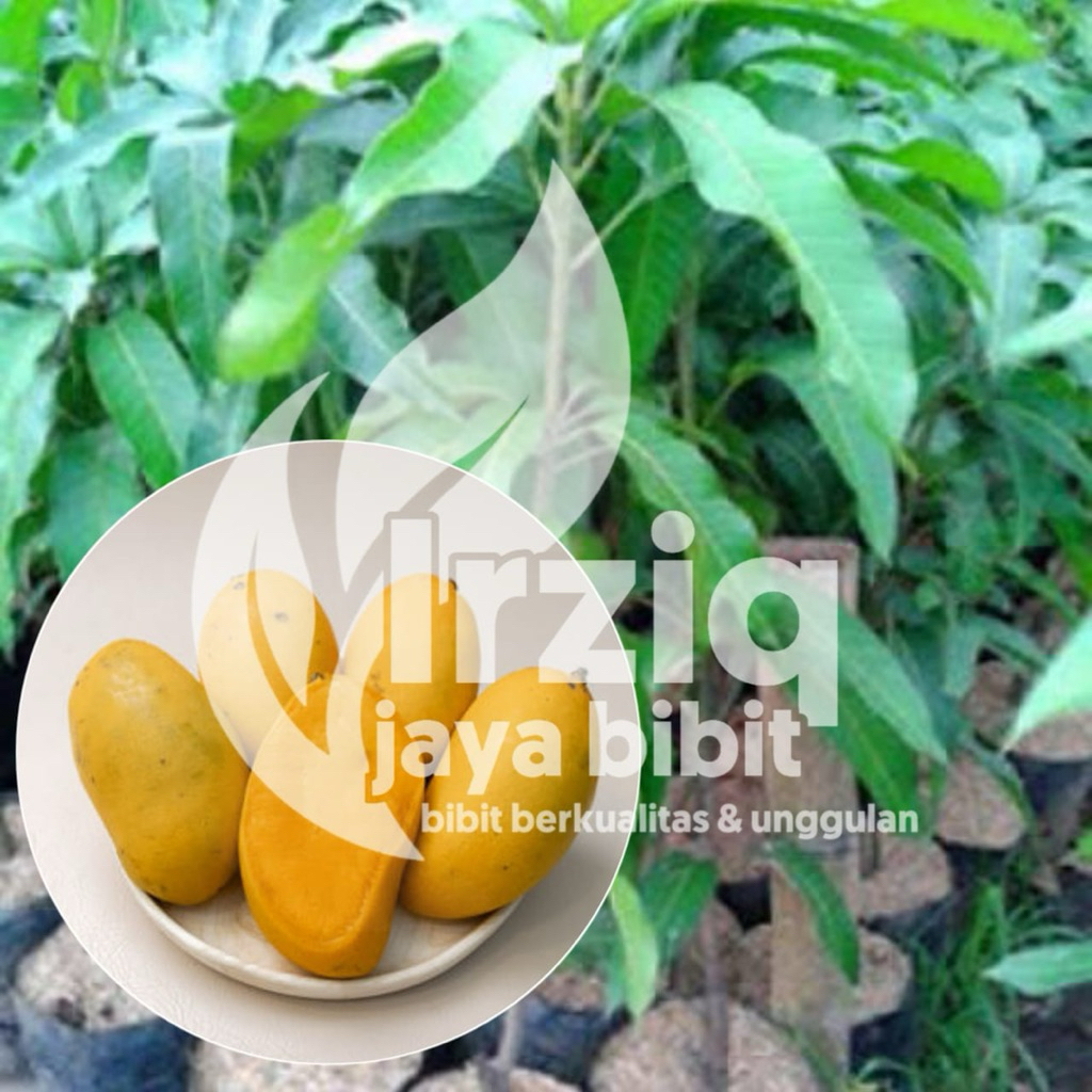 BIBIT TANAMAN MANGGA PODANG BERBUAH CEPAT HASIL OKULASI