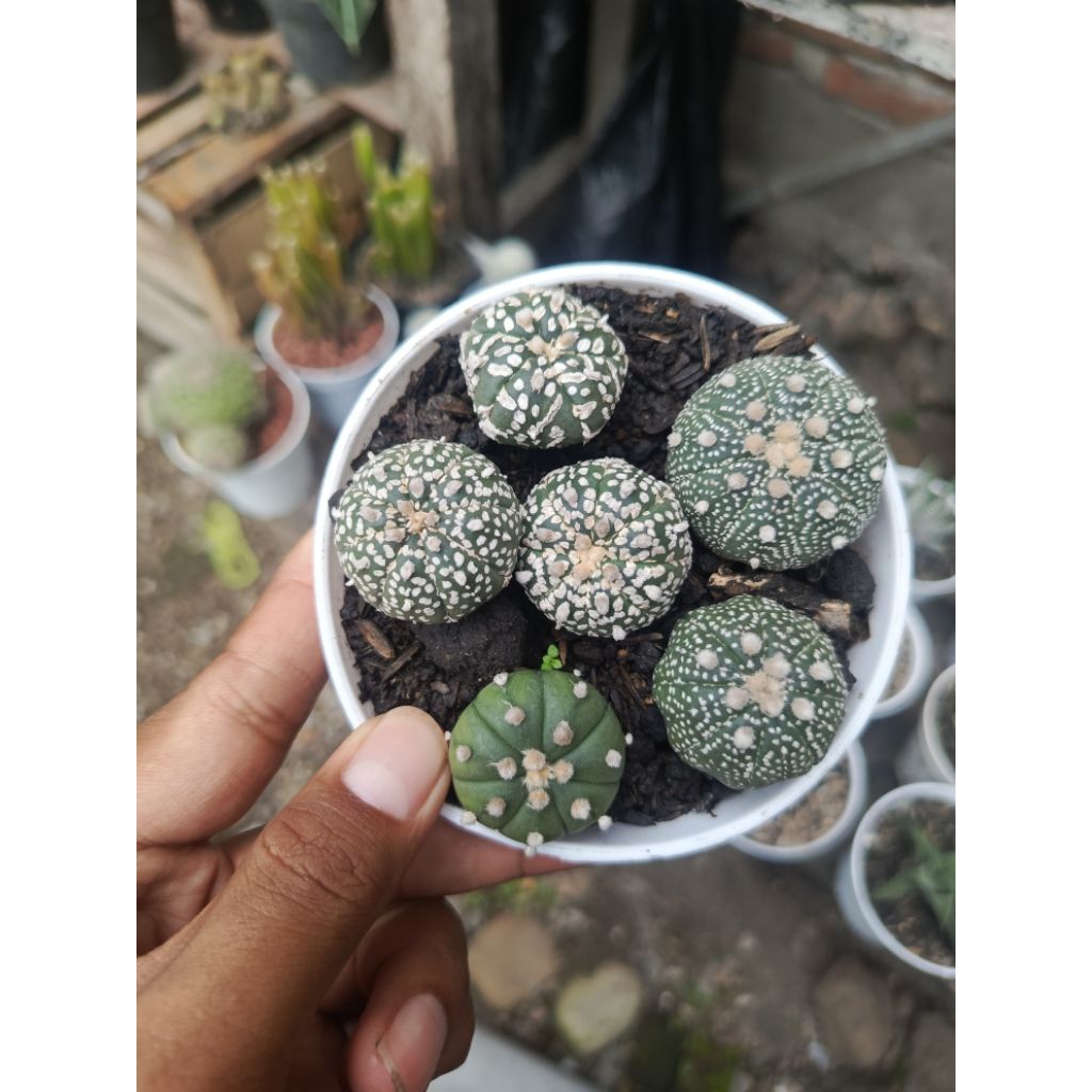 kaktus astro