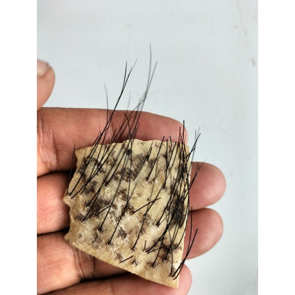 kulit kebo landoh wulung