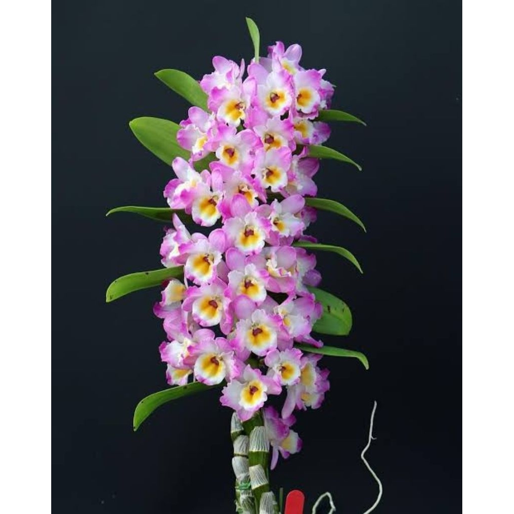 Dendrobium Nobile pink ungu kuning