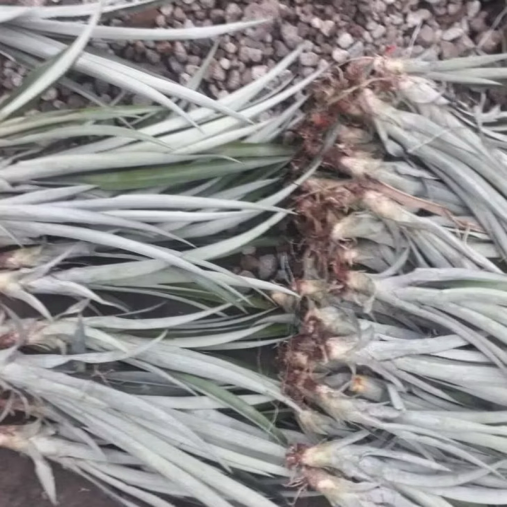 promo bibit nanas madu nanas kelud jenis simplek 5batang