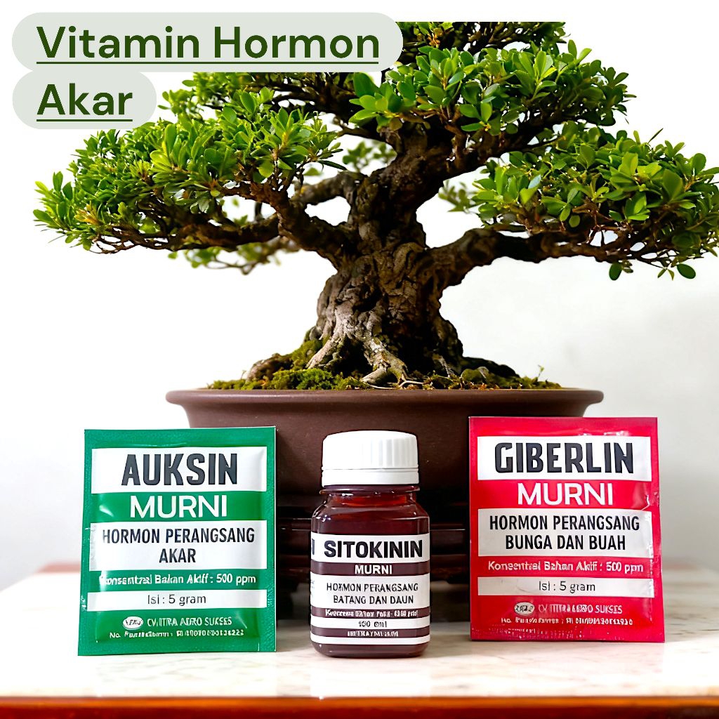 Paket hormon perangsang tanaman murni Auksin, Sitokinin, dan Giberelin