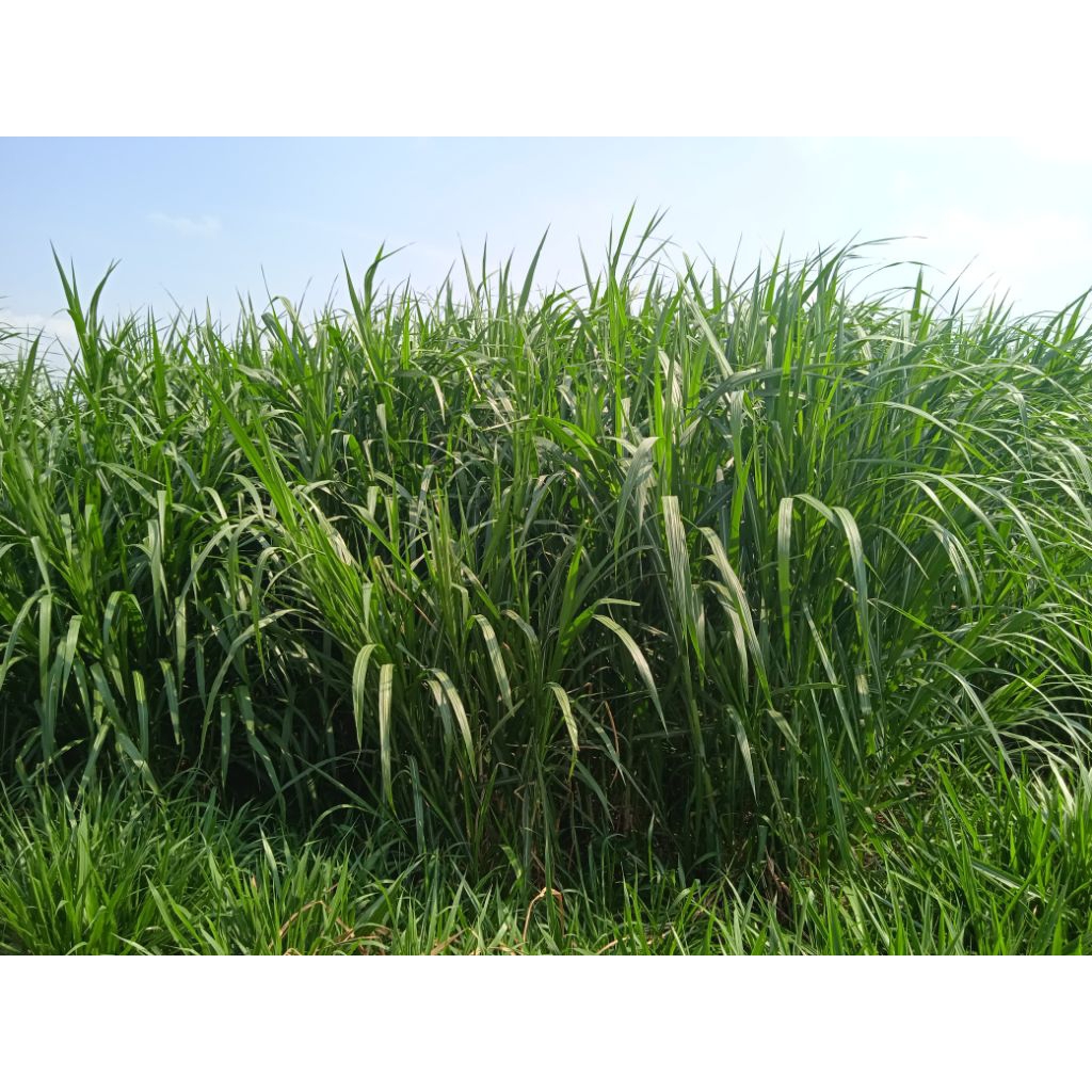 bibit rumput pakchong