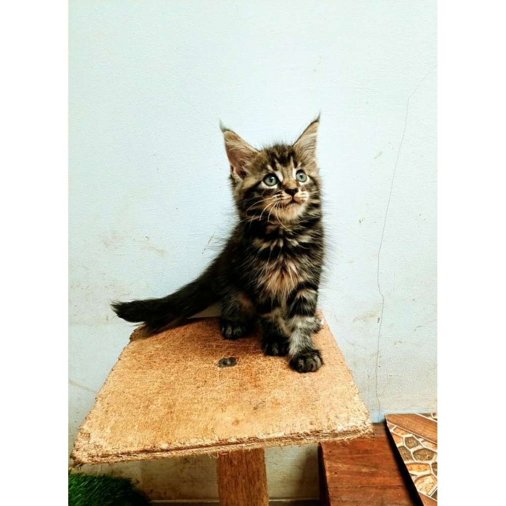 Kitten MaineCoon Jantan Pure No mix. Garansi