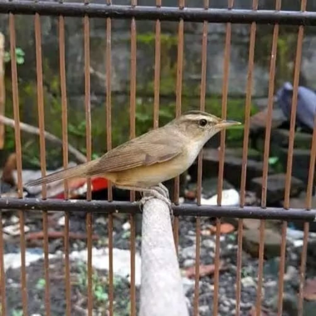 Kerak Basi Alis Hitam Pilihan Sehat Mulus