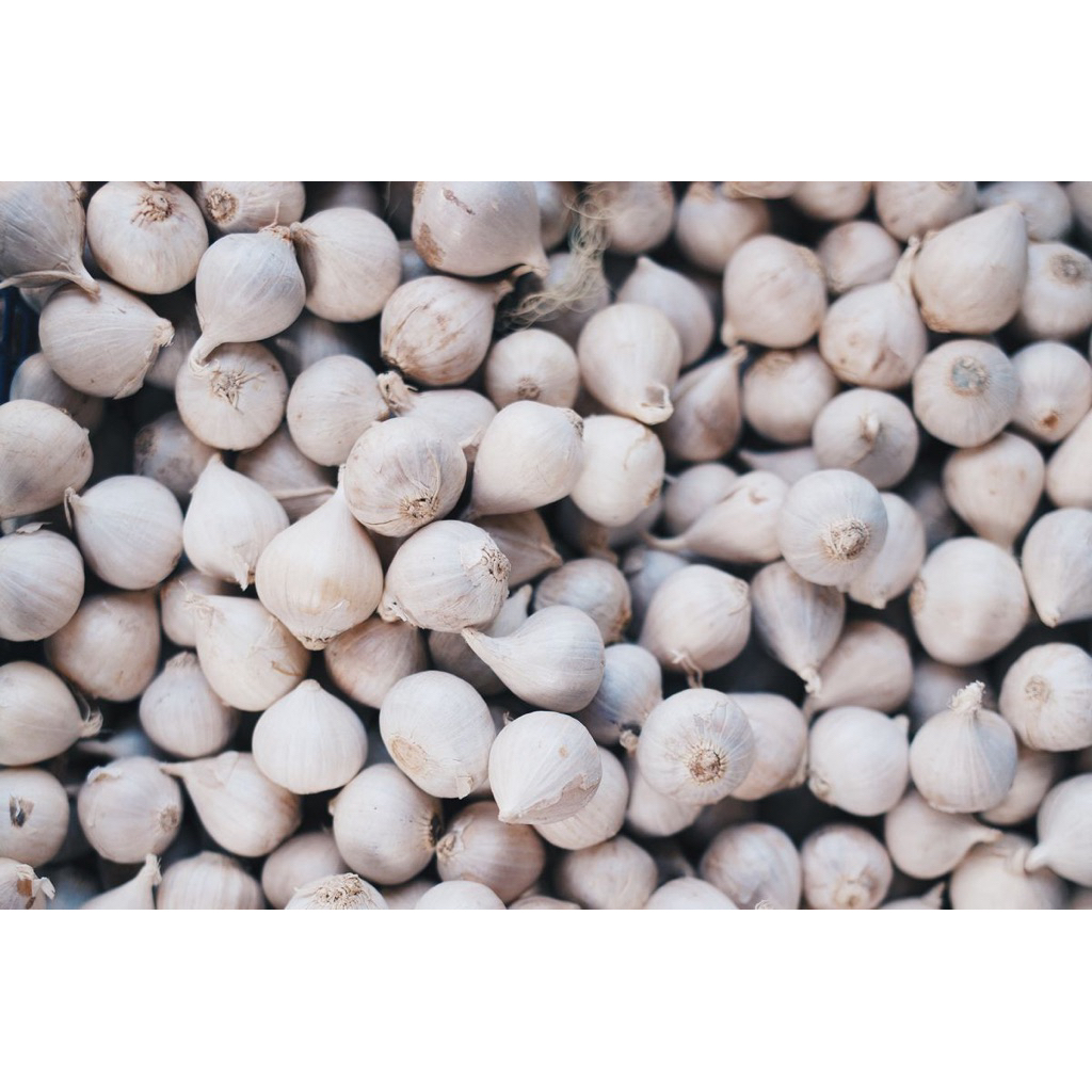 Bawang Putih Tunggal 1 Kg