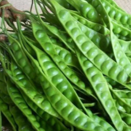 Pete Utuh Fresh 1 Lonjor