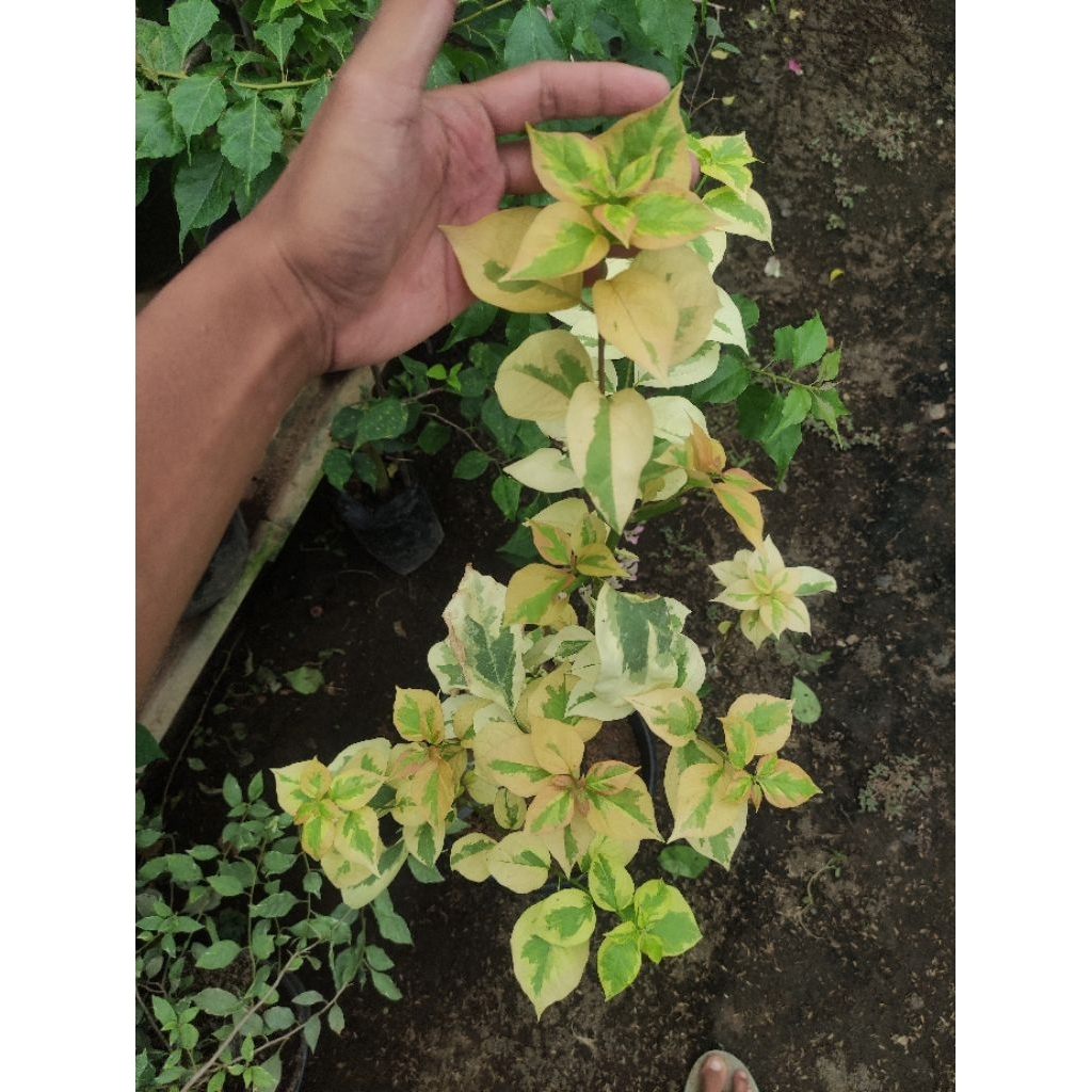 Bibit Bougenville Maharani Varigata