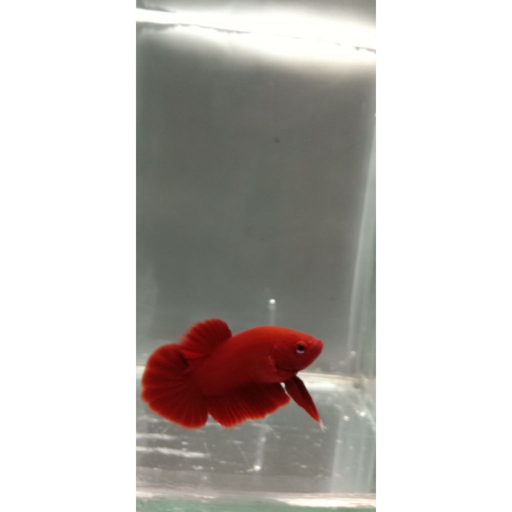 Ikan Cupang Plakat Super Red Jantan - Warna Merah Solid, Bentuk Ekor Indah, Ukuran Medium