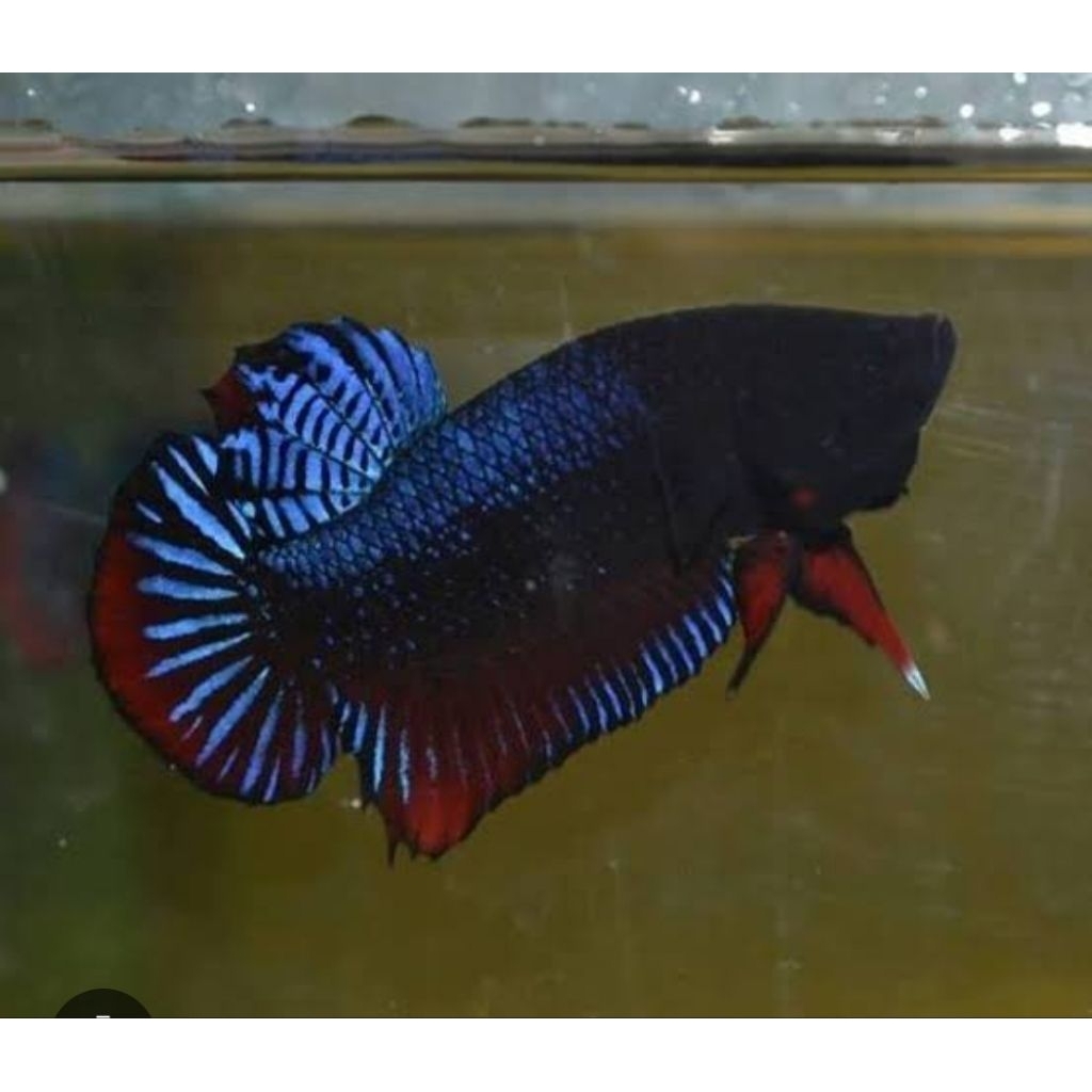 CUPANG BAGAN MEDAN ADUAN SIZE M / L