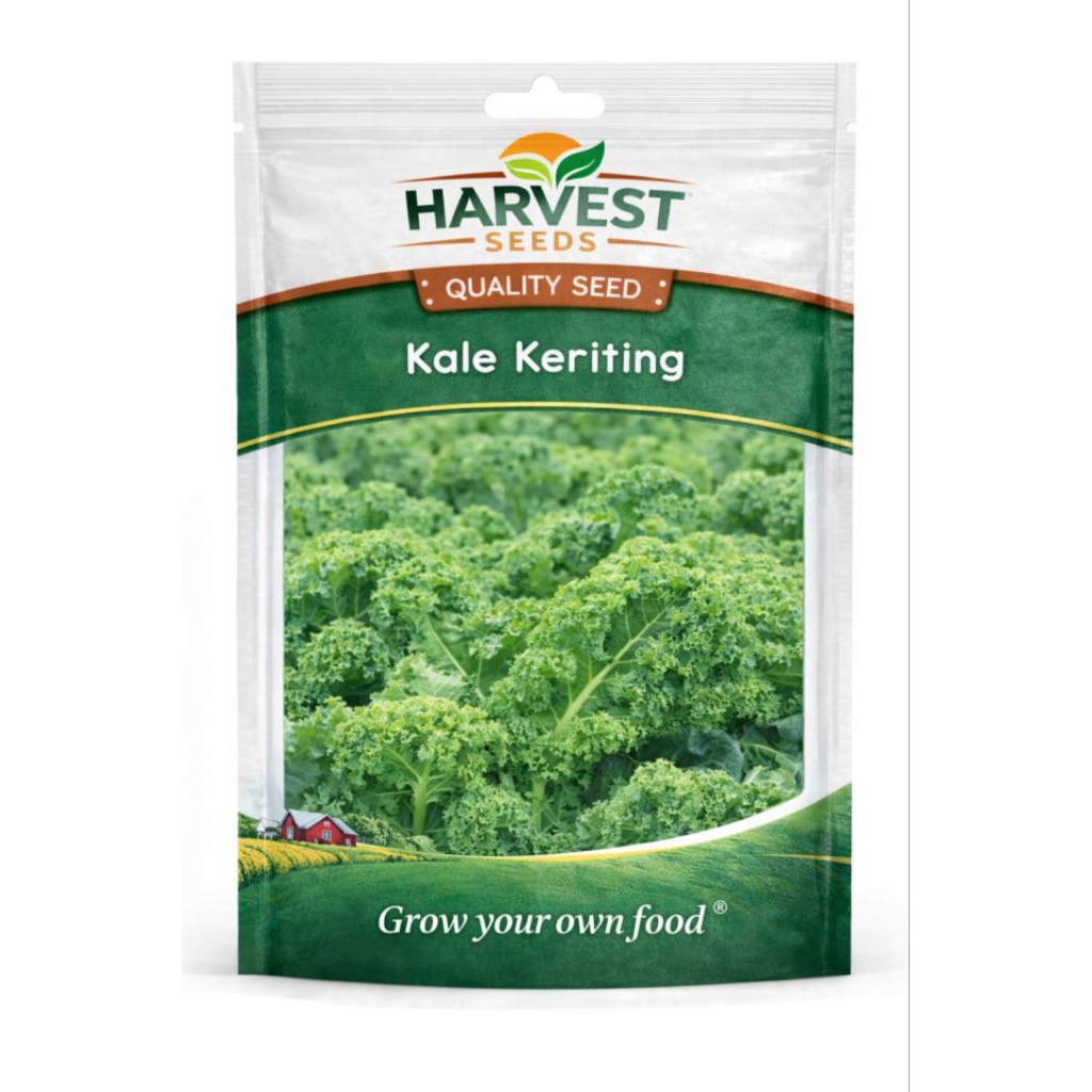 Benih Kale Keriting Isi 20 Harvest Seeds
