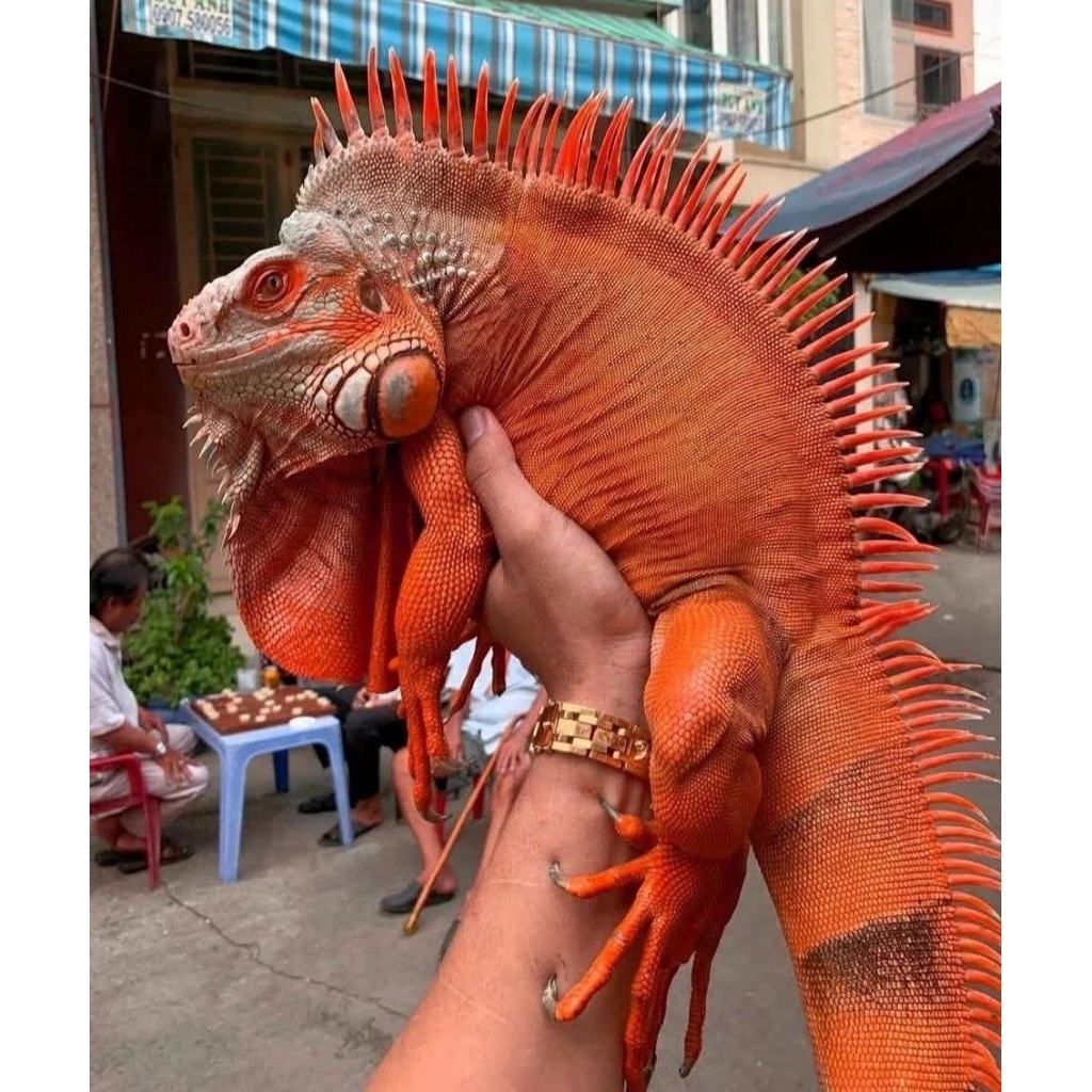 Iguana baby Super Red