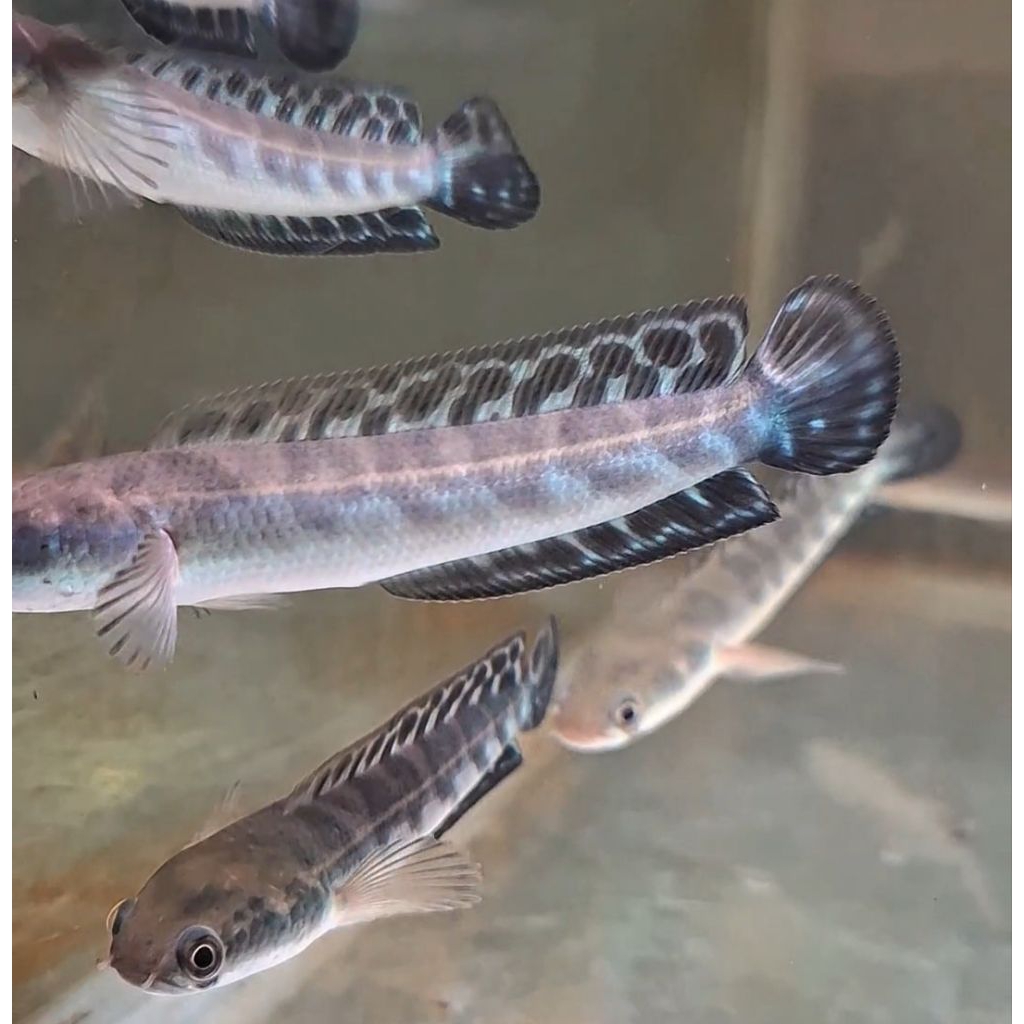 Maru Yellow, Maru Batik, Bahan Batik, Maru Simet