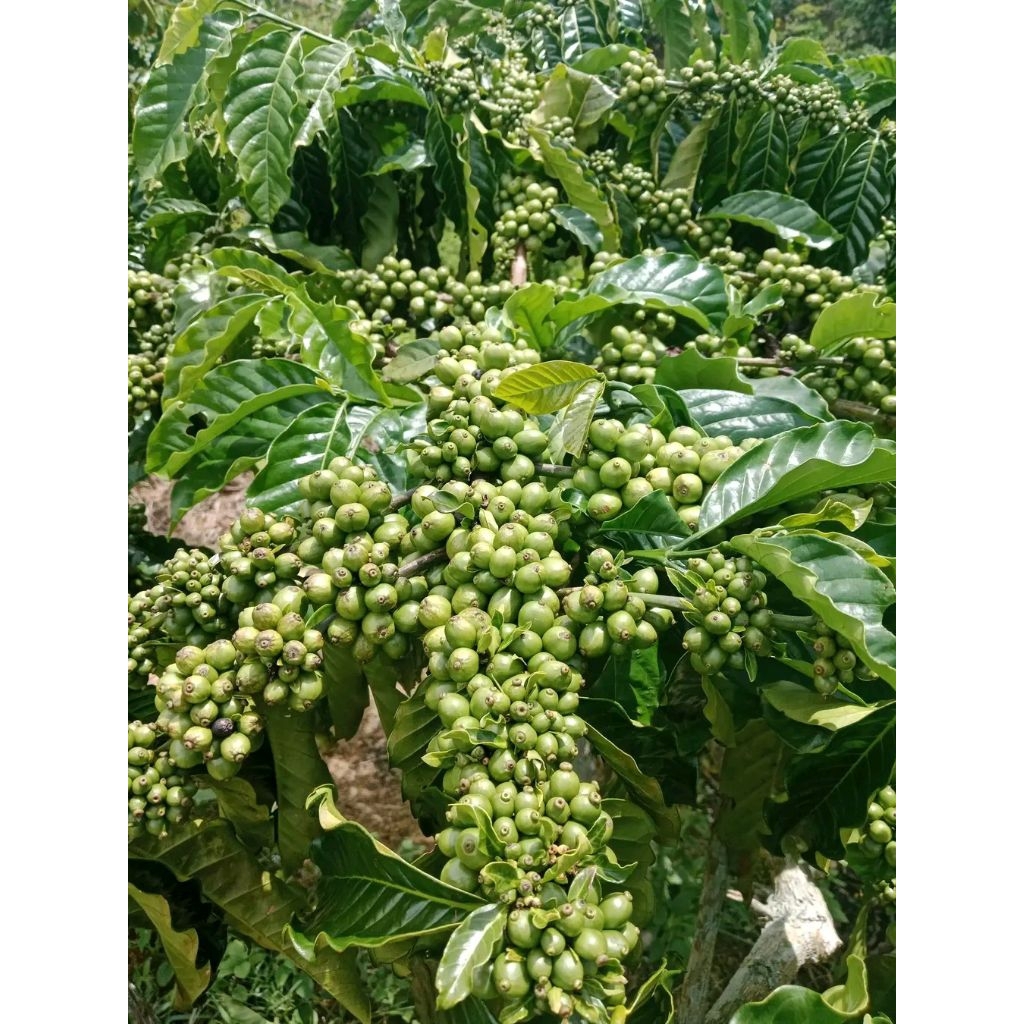 entres kopi Bagio.  harga perranting