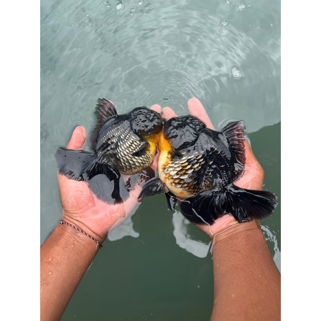 oranda black isi 8pcs