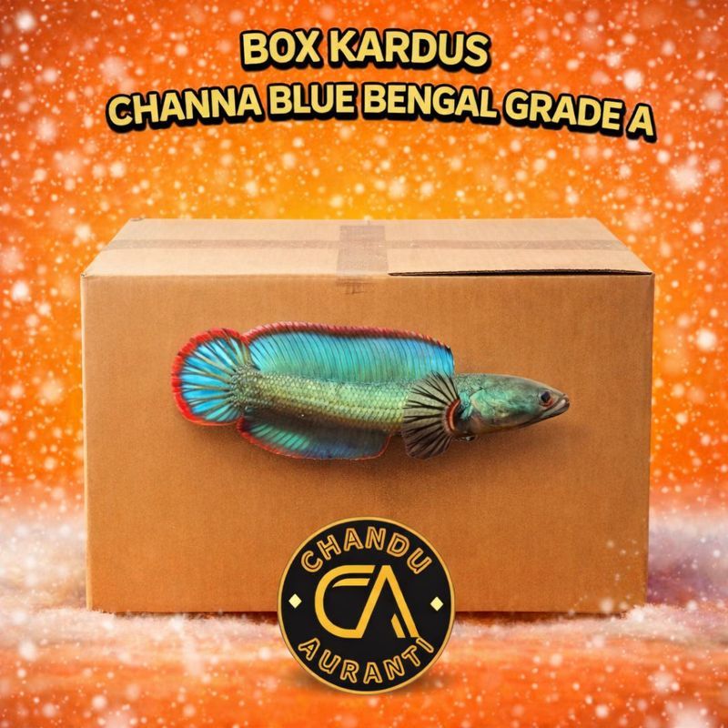 Box Kardus Channa Blue Bengal Cb Chandu Size 4-5cm Grade A Bahan Progress