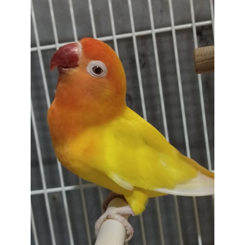 Lovebird lutino mata merah Betina Dewasa