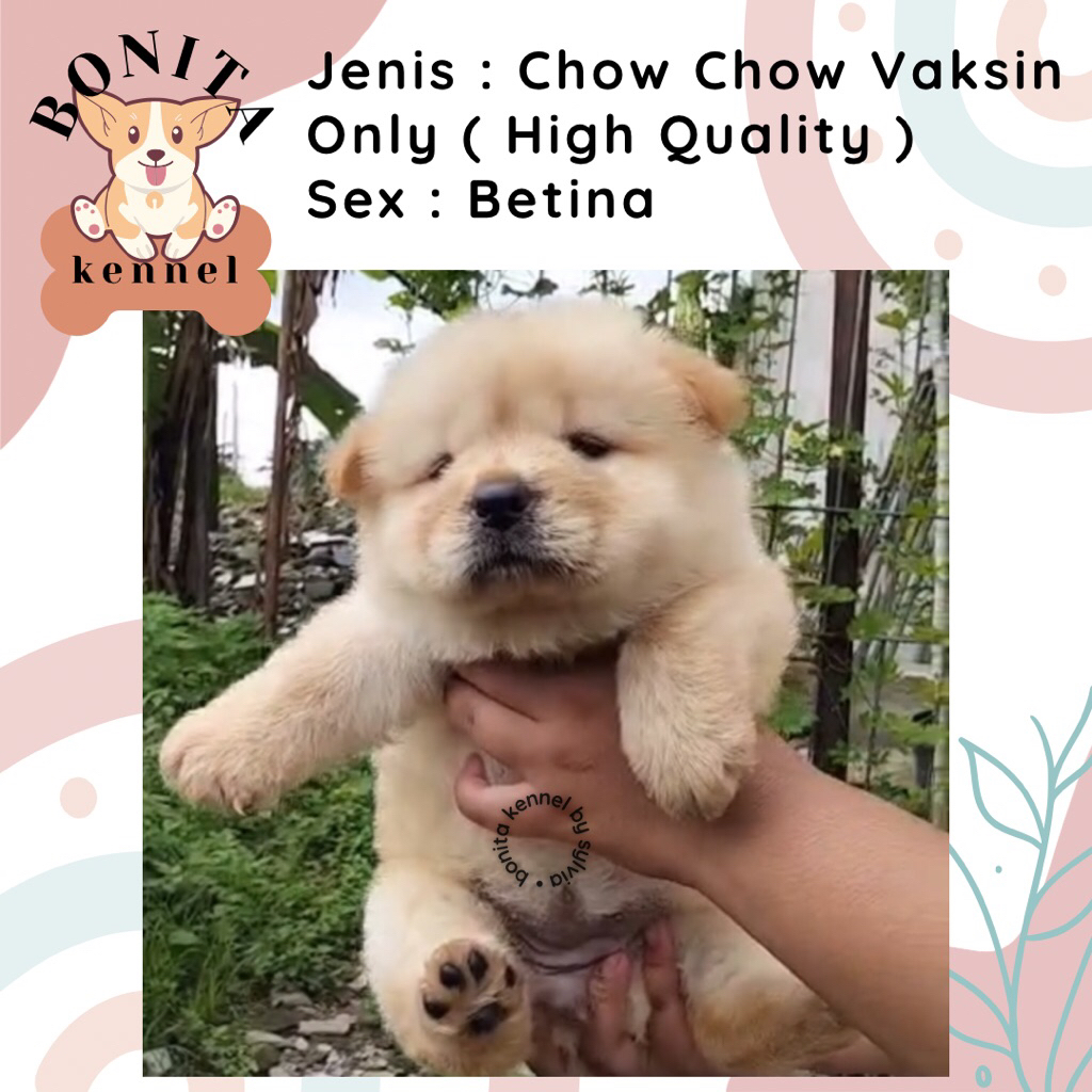 Chow Chow Non Stambum Anjing Chow Chow Jantan Betina