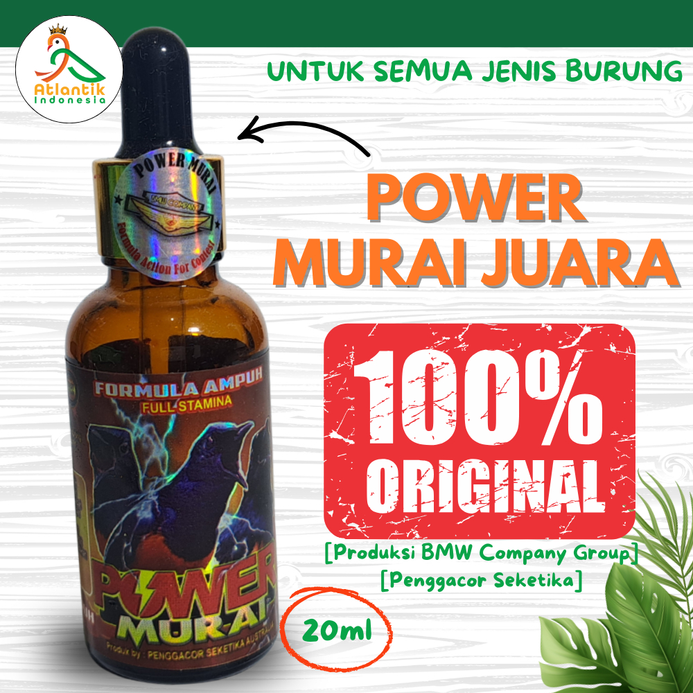 Power Murai juara lomba Vitamin Penggacor Burung