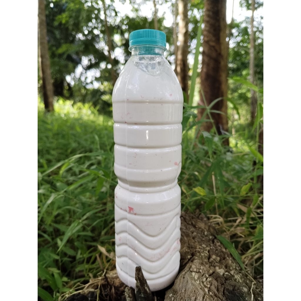 Getah karet cair 100% lem pulut burung