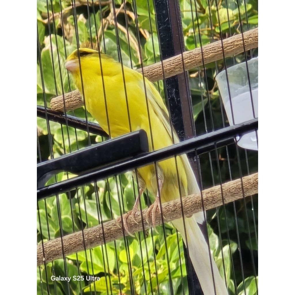 BURUNG CANARY KENARI IMPORT TOPGARDE