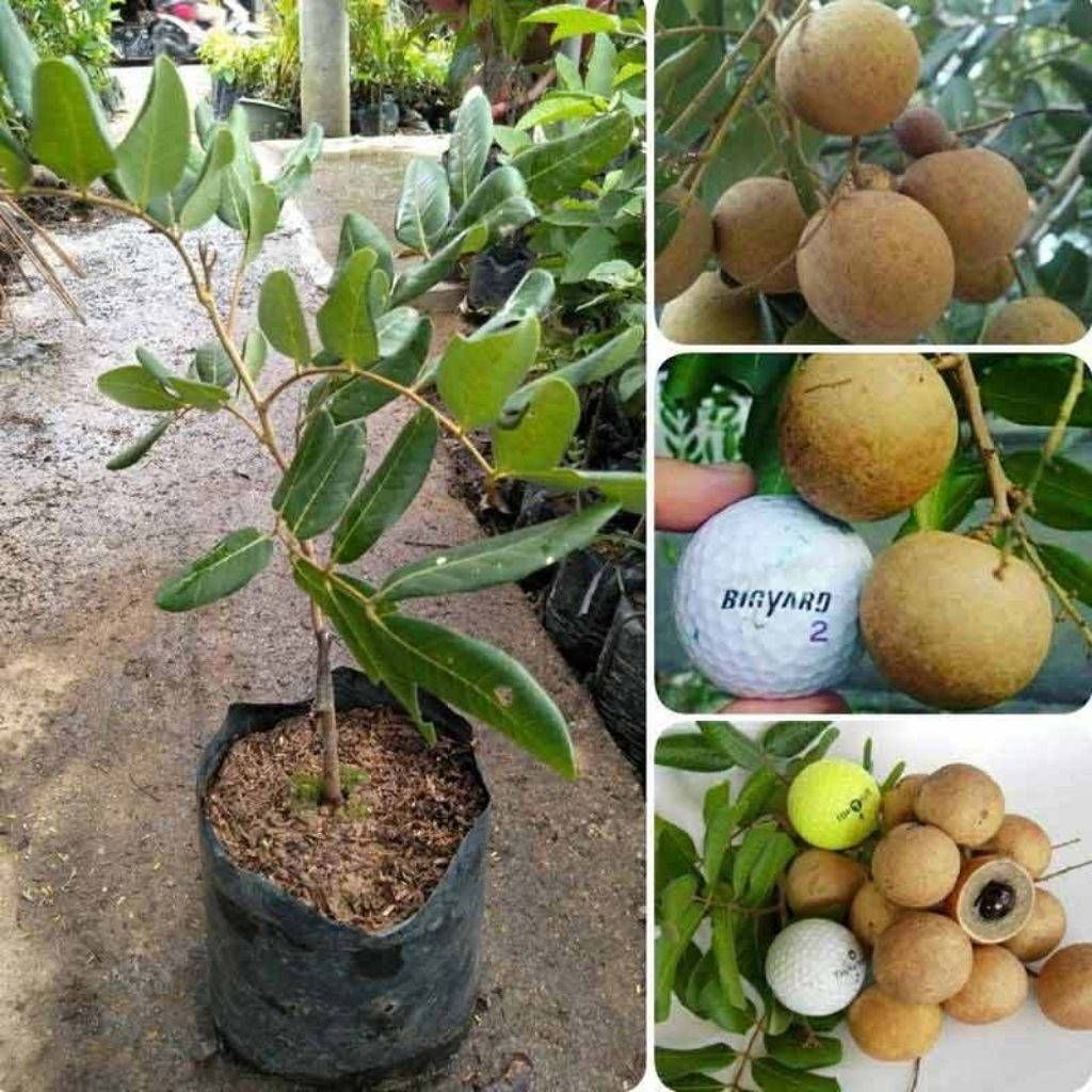 Bibit Kelengkeng Pingpong Okulasi