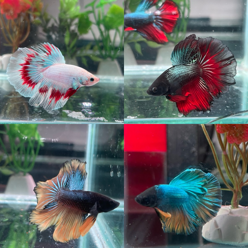 Cupang Halfmoon Rosetail Hiasan Aquarium