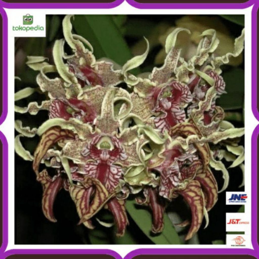 Promo Anggrek dendro dendrobium spectabile dewasa jungle Limited terlaris dan termurah