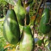 Entres alpukat red vietnam 5 mata tunas