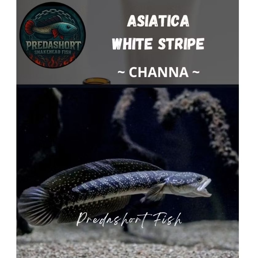 Asiatica whitespot / WS PURE GONDRONG FULL MUTIARA